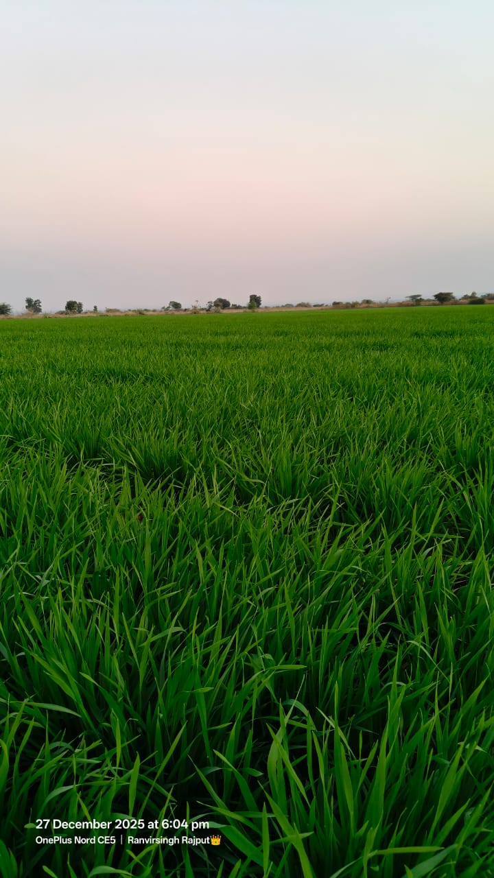 Farmer Image 2